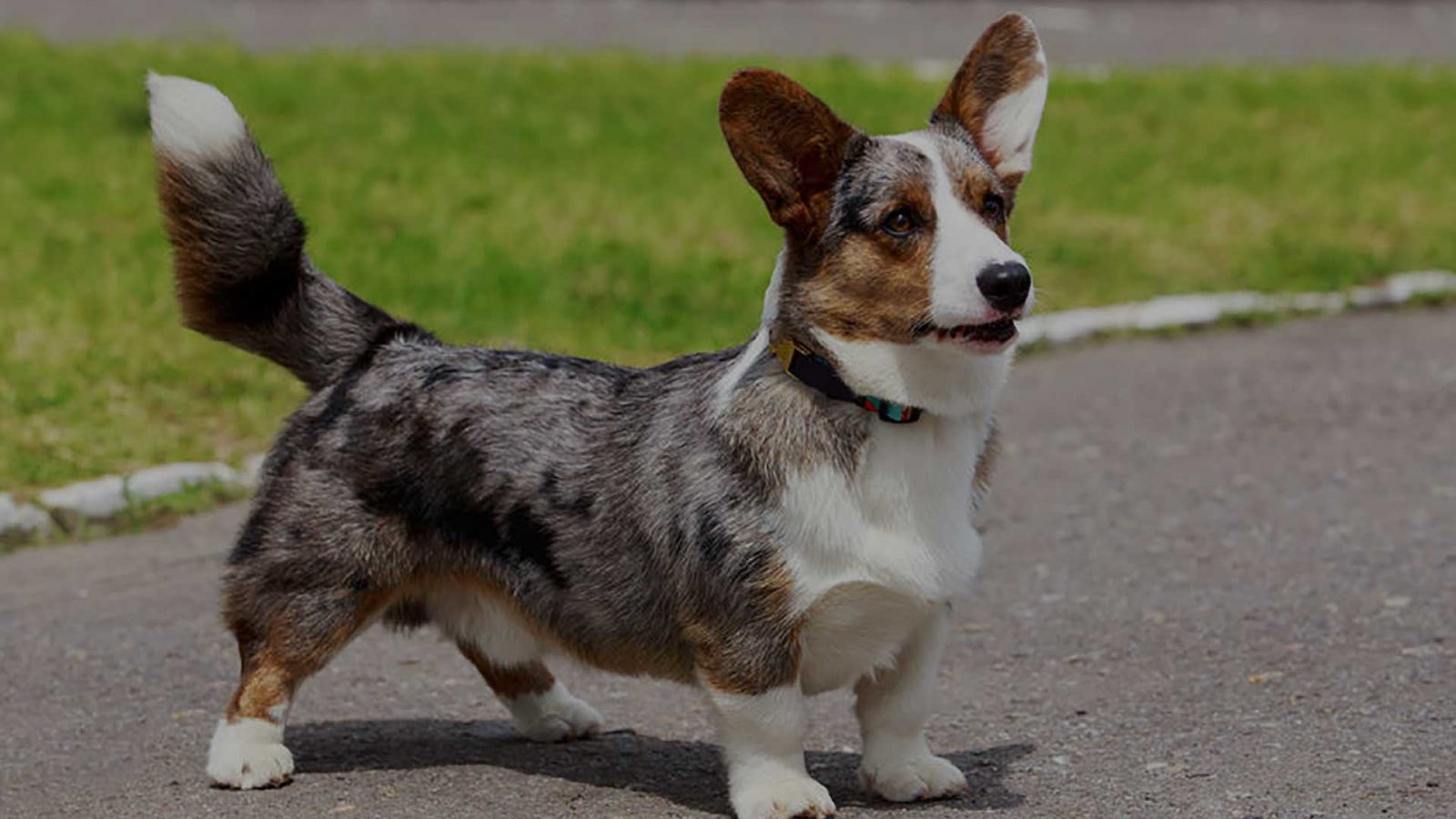 Learn About The Cardigan Welsh Corgi Dog Breed From A Trusted