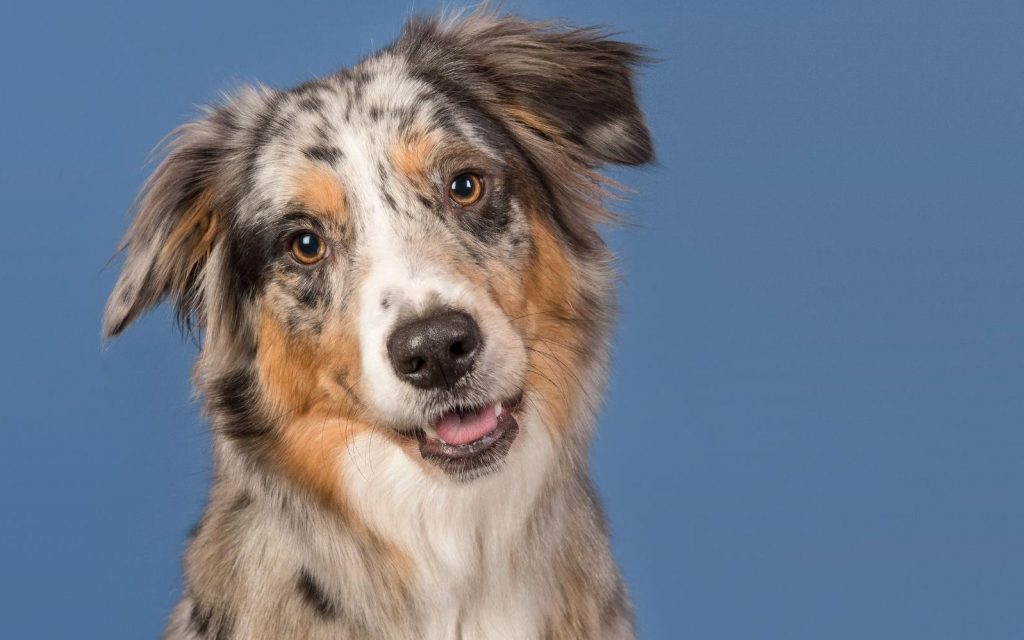 australian shepherd health testing