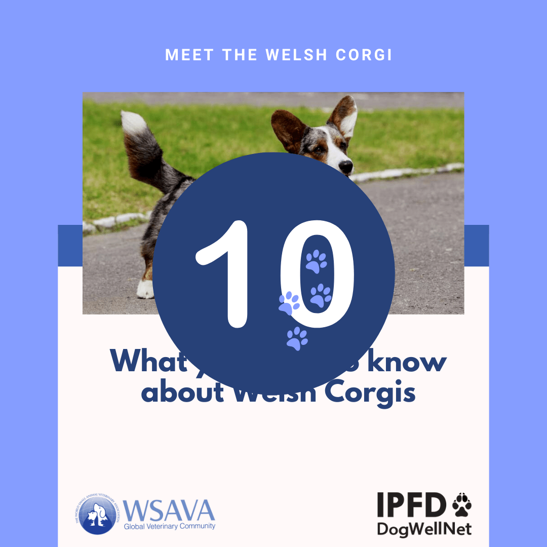 2020 Countdown – Dog breeds – Insta