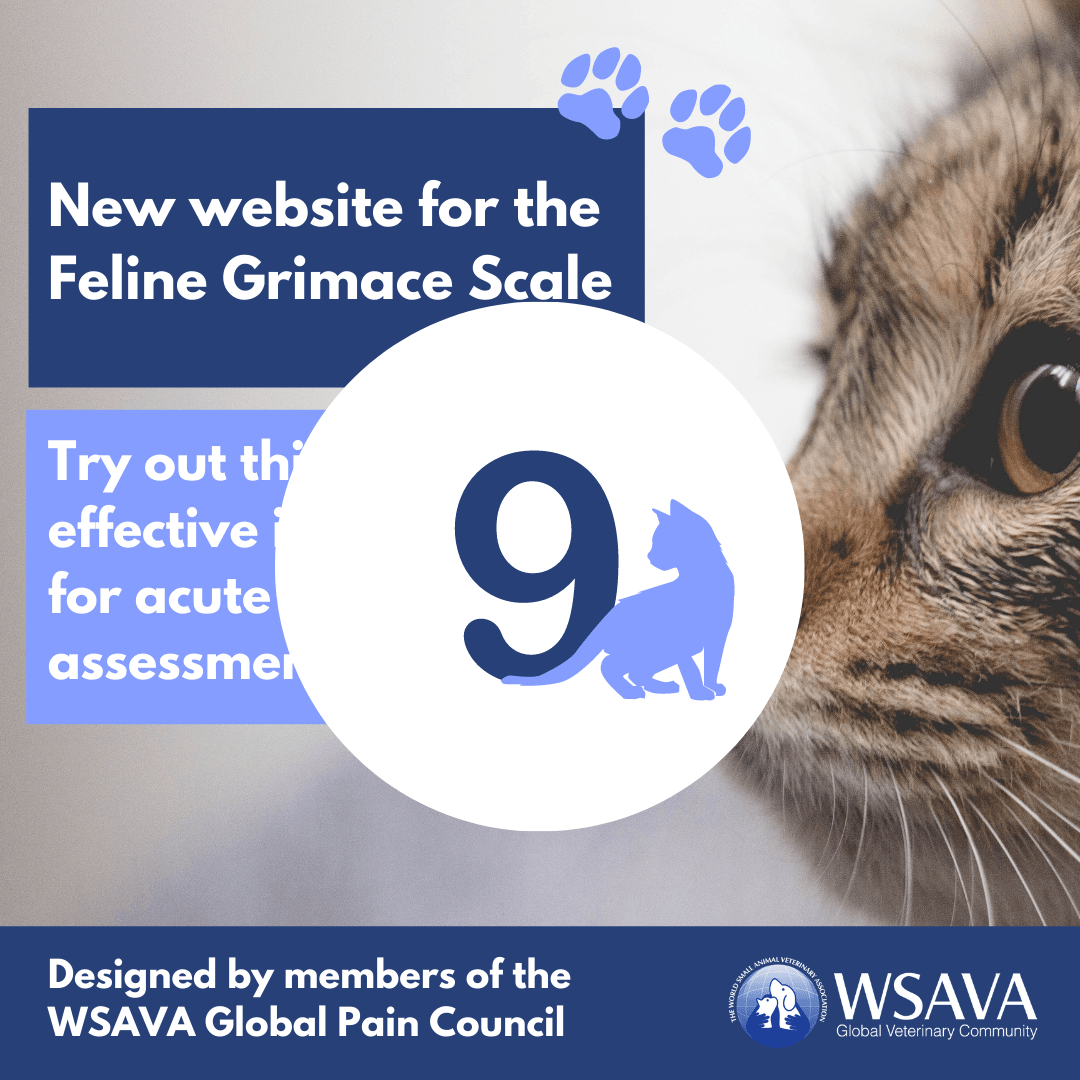 2020 Countdown – Feline Grimace Scale – instagram image