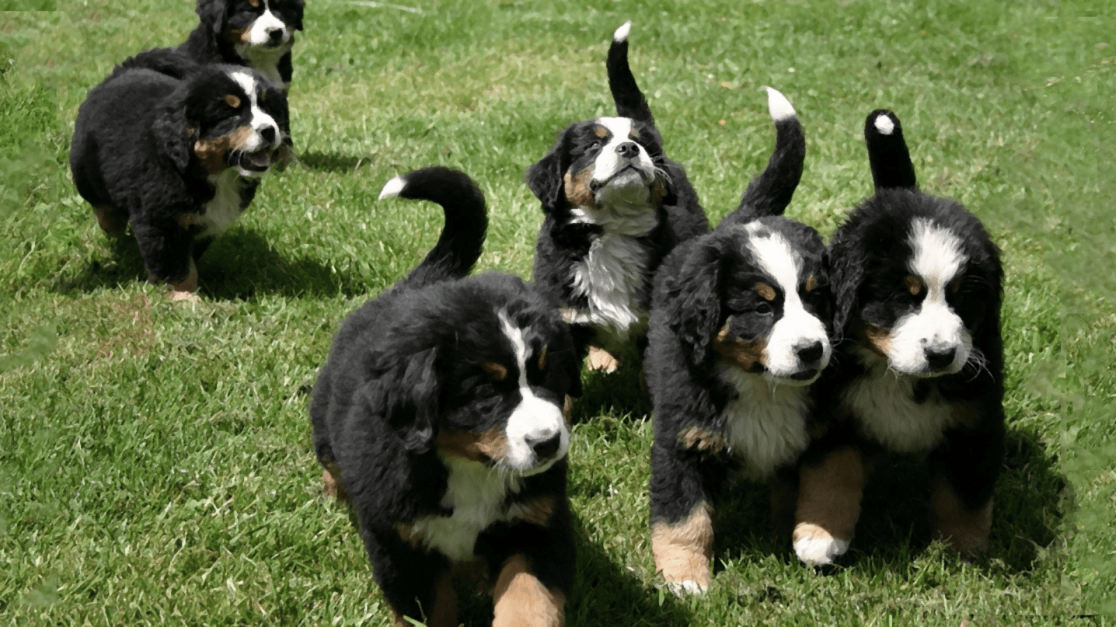 Dog Breeds: What you need to know about the Bernese Mountain Dog - WSAVA