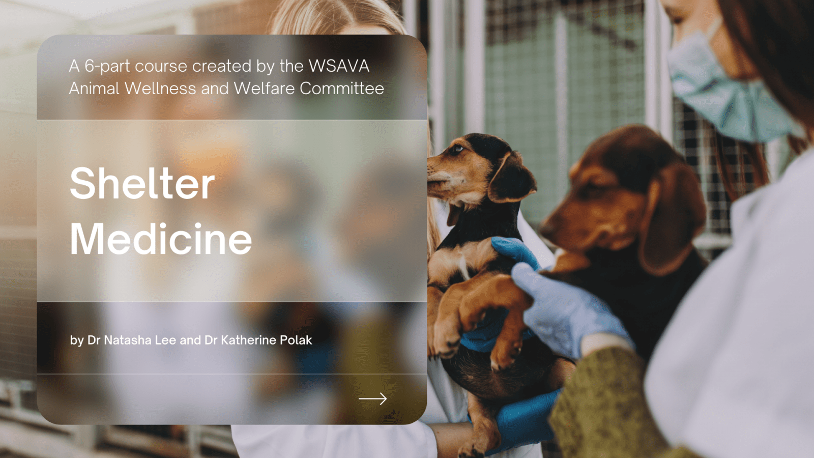 Pioneering the principles of Shelter Medicine around the world