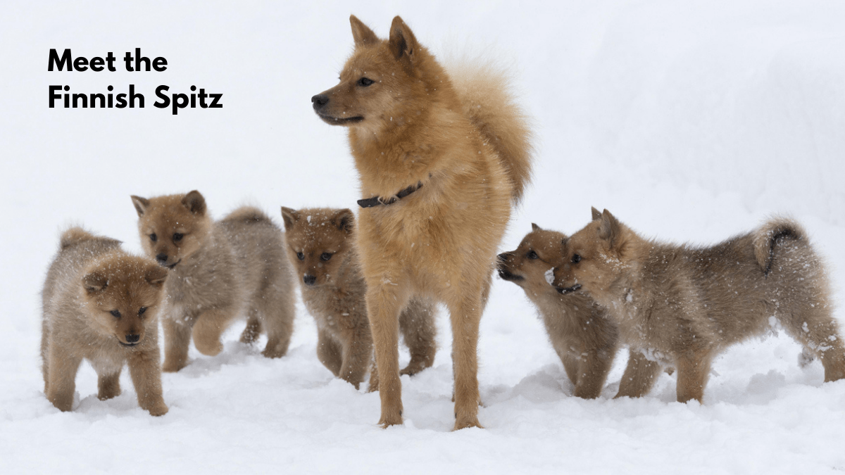 Dog Breeds What You Need To Know About The Finnish Spitz