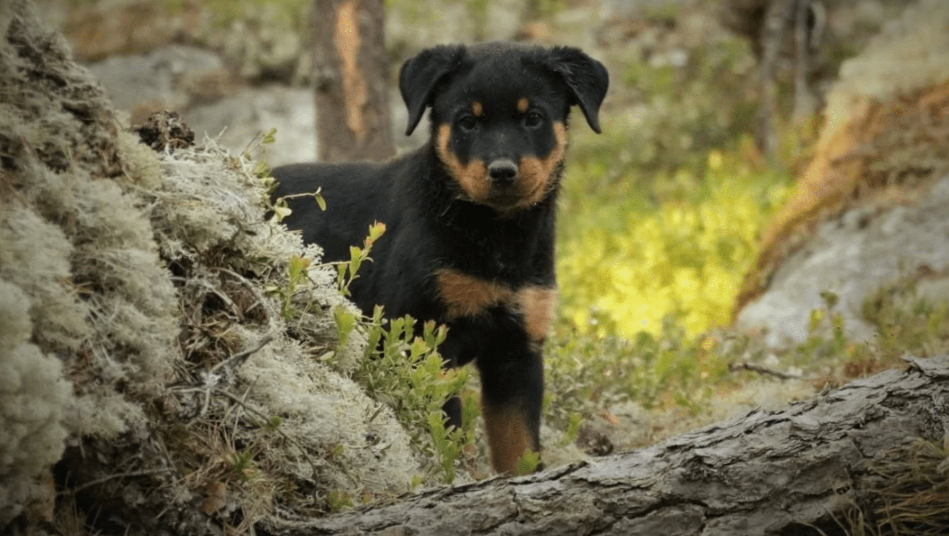 Dog Breeds: you need to know about the Rottweiler