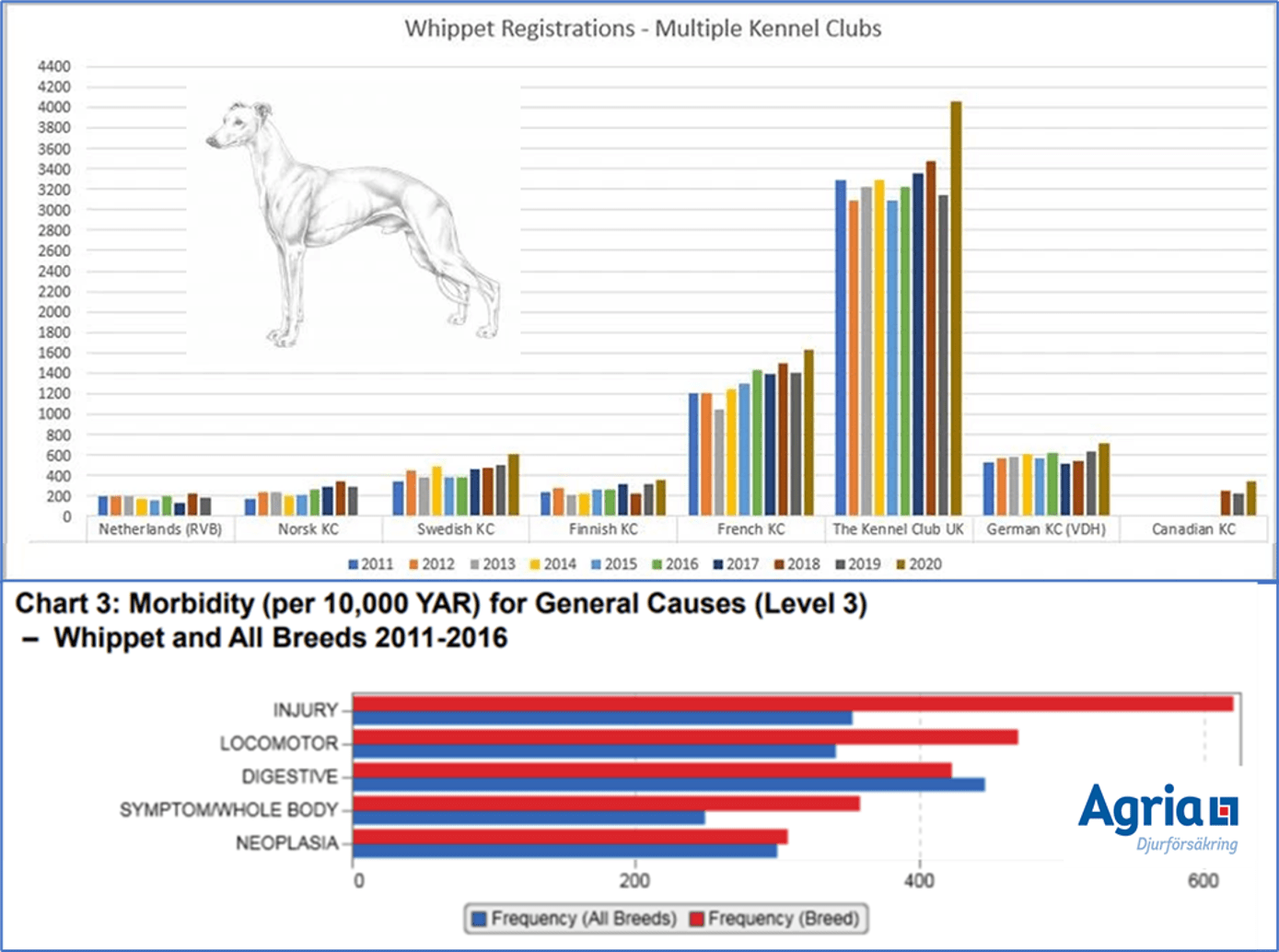 Image WSAVA Whippets