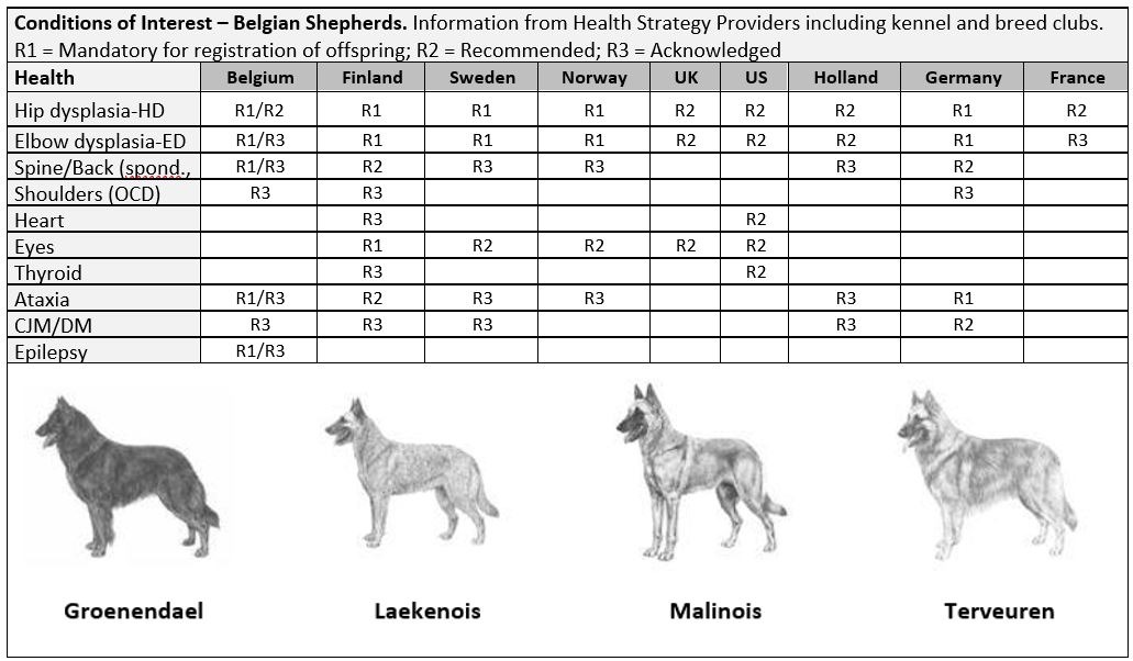 IPFD WSAVA Belgian shepherd article image