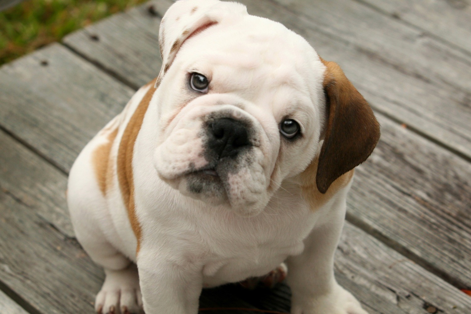 Dog Breeds: Meet the Bulldog – Update Your Knowledge!
