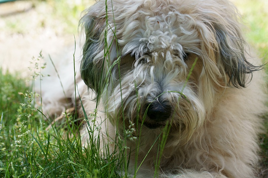 Dog Breeds: Meet the Irish Soft Coated Wheaten Terrier