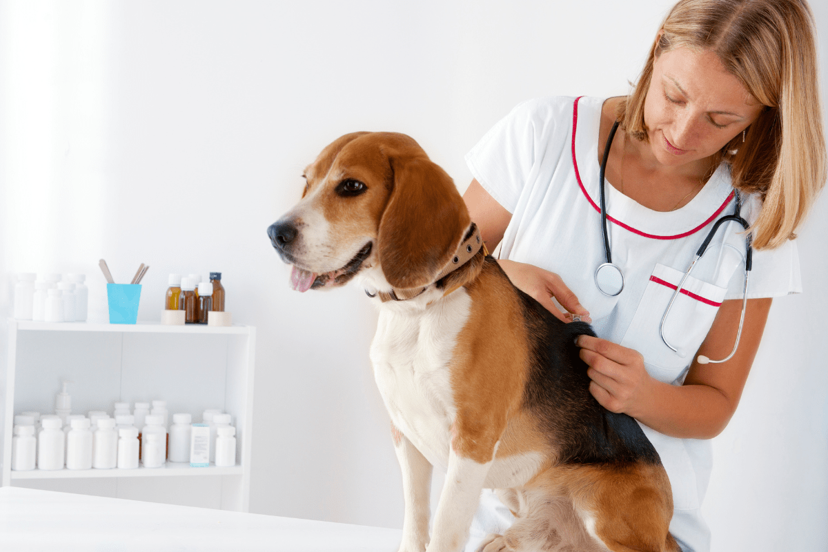 Meet the WSAVA Vaccination Guidelines Group (VGG)