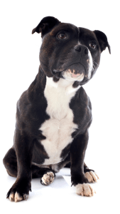 can a staffordshire bull terrier live in malta