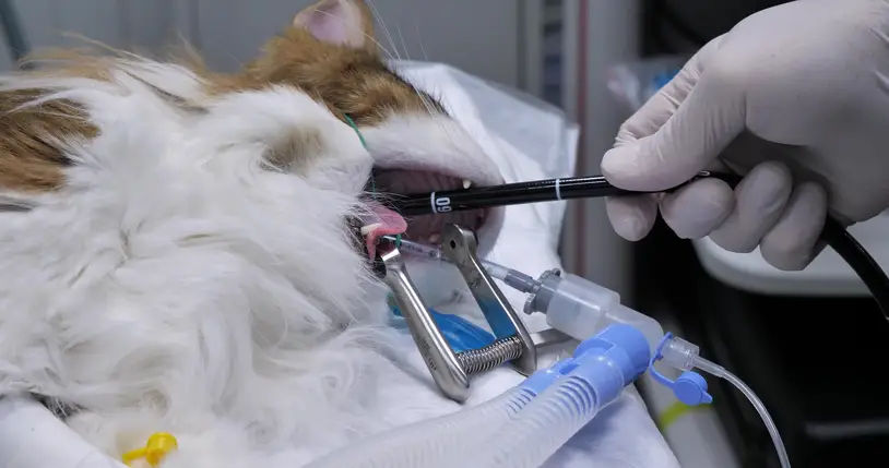 A cat with a disease of the digestive system applied for endoscopic examination. The veterinarian performs a cat gastroscopy under anesthesia. A gastroscope probe is inserted into the cat's mouth..